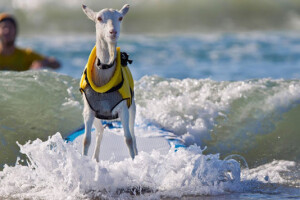 Od koze ljubimice do kalifornijske surferice!