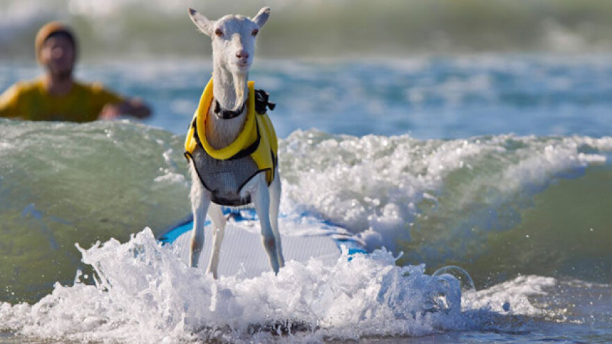 Upoznajte Goti - kozu surferku!