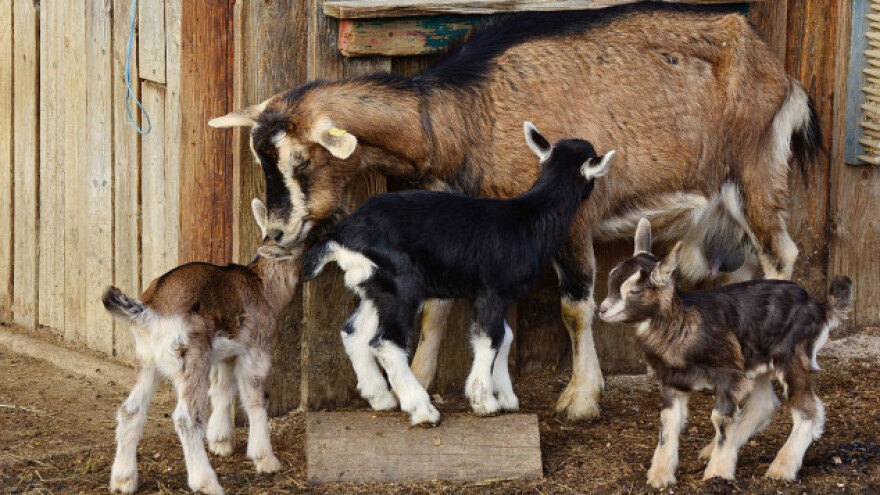 Da li su koze sirotinjska krava?
