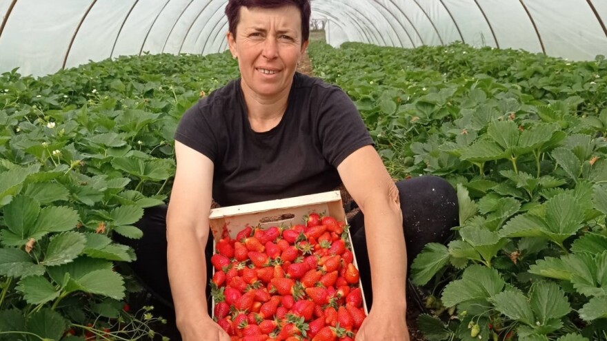 Jagoda uz dobru zaradu, sa sobom nosi i dosta poteškoća