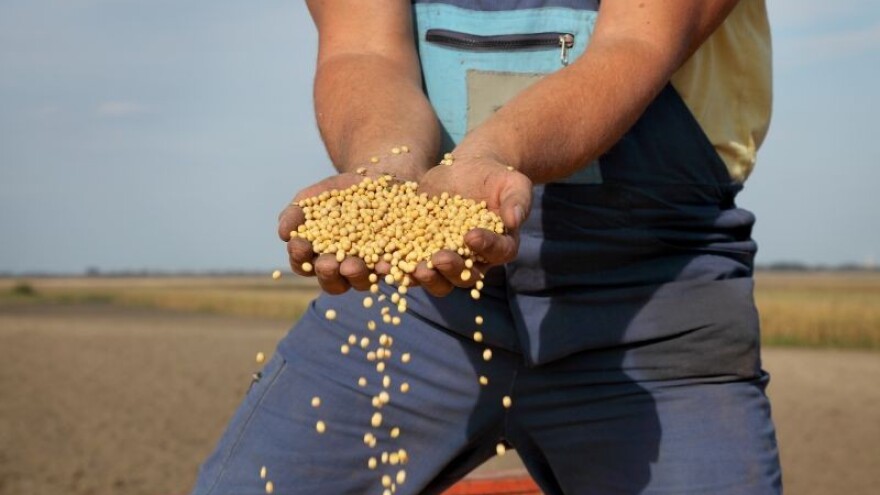 Godina za uzgoj popularnih i ljekovitih mahunarki!