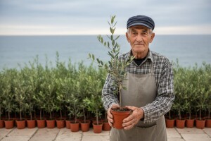 Godina mu je 90, prodaje sadnice maslina, a prihod daje za oboljele!