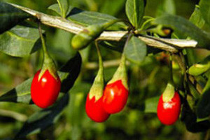 Plantaža biljke goji s Himalaje raste u Piškorevcima!