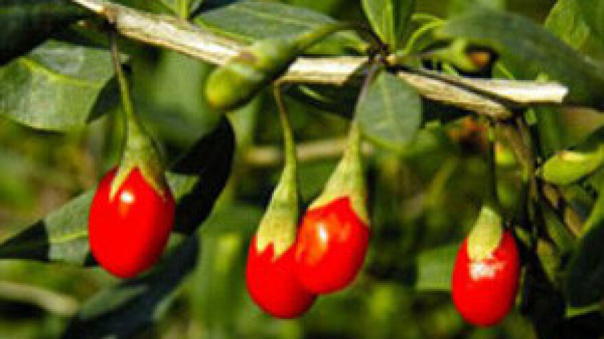 Plantaža biljke goji s Himalaje raste u Piškorevcima!