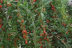 Uzgoj Goji bobica