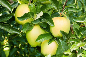 Defolijacija lišća kod sorte jabuke Golden Delicious - kako prepoznati i šta učiniti?