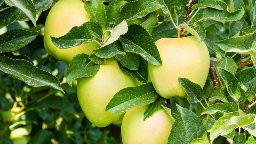 Defolijacija lišća kod sorte jabuke Golden Delicious - kako prepoznati i šta učiniti?