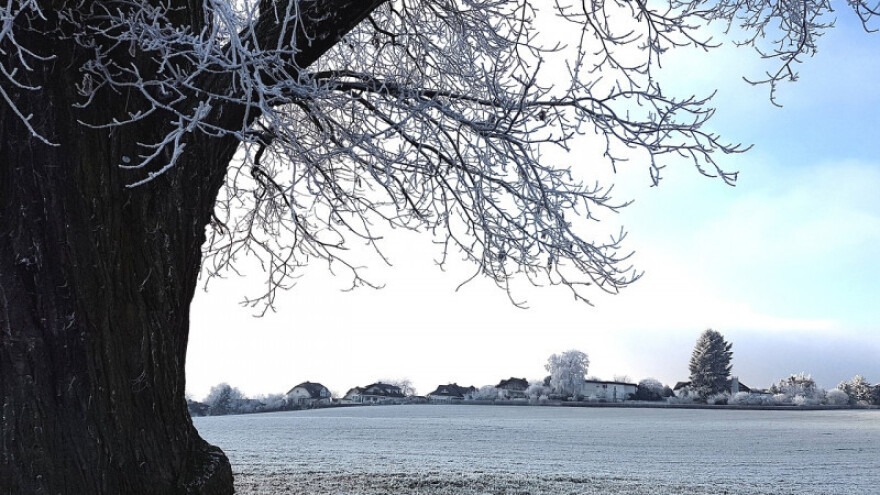 Golomrazica prijeti semberskim ozimim usjevima