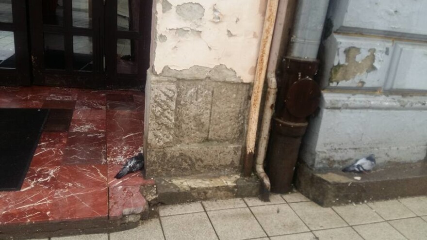 Od otrova po ulicama Osijeka ugibaju i golubovi?