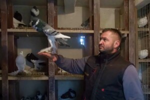 Hrana je skupa, ali Zvjezdan Grganić ne želi odustati od uzgoja golubova