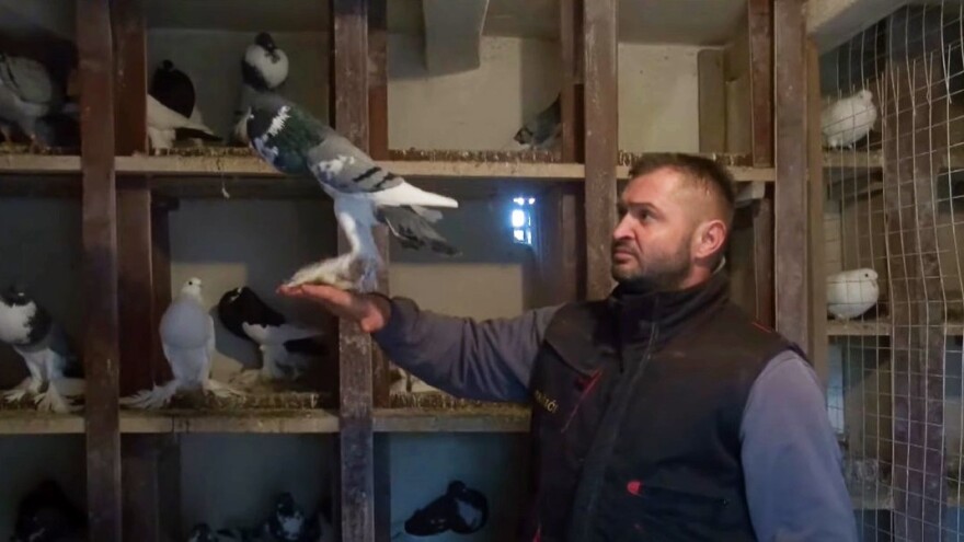 Hrana je skupa, ali Zvjezdan Grganić ne želi odustati od uzgoja golubova