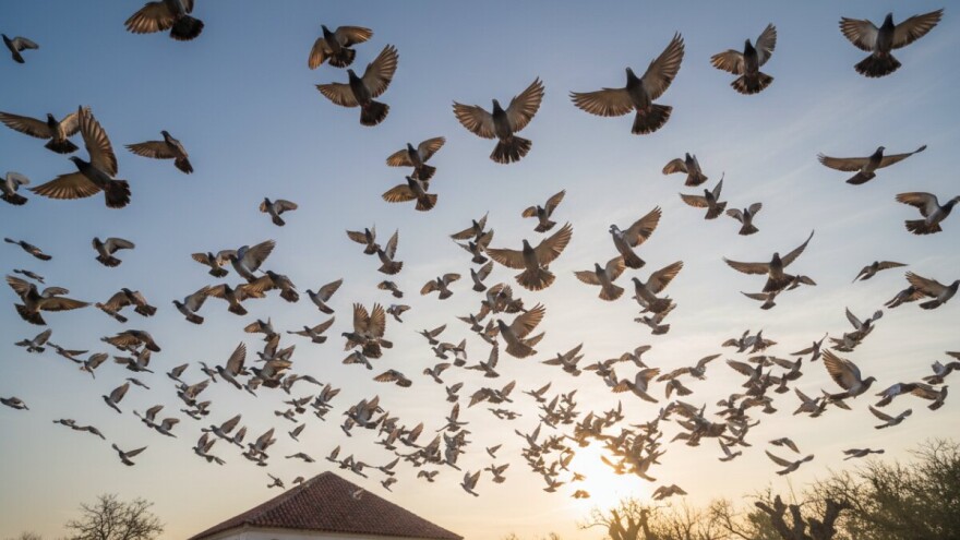 Golubarenje s Tipplerima