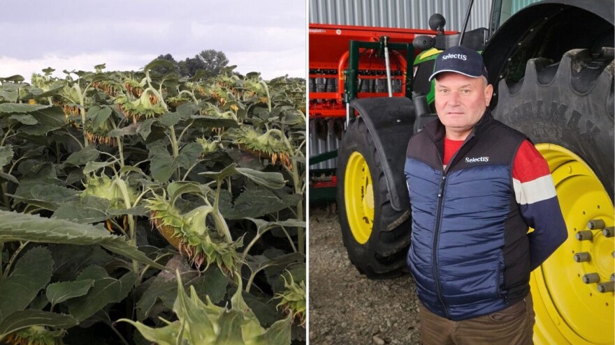 Golubić: Suncokret je bio takav da ga nije ni trebalo navodnjavati