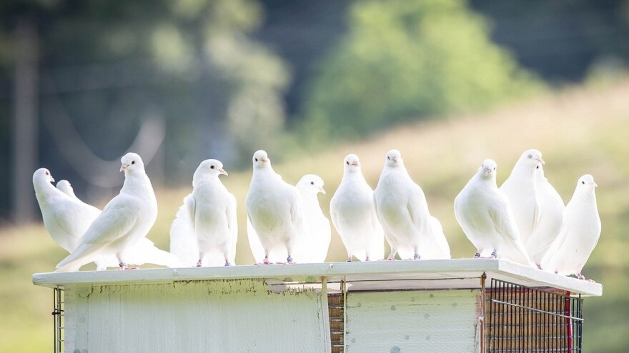 Besim Gubelić često odvaja od usta da bi prehranio svoje ptice