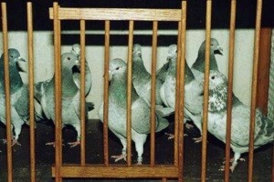 Golubovi dugim letom uzgajatelje vesele