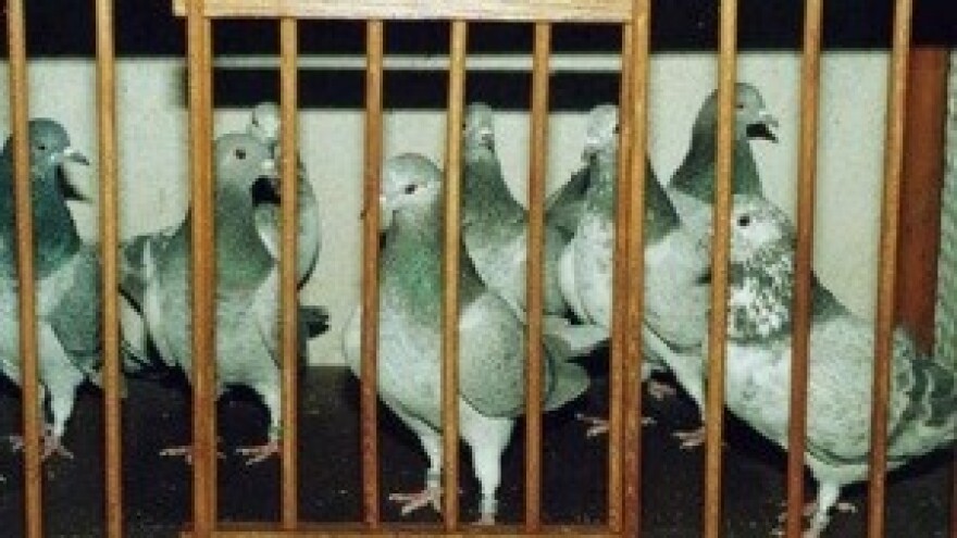 Golubovi dugim letom uzgajatelje vesele