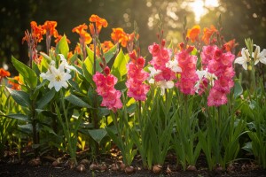 Gomolji i lukovice imaju najljepše cvatove!