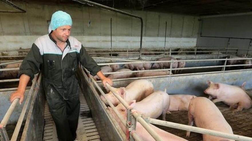 Nije kriva samo država - već i svinjogojci!