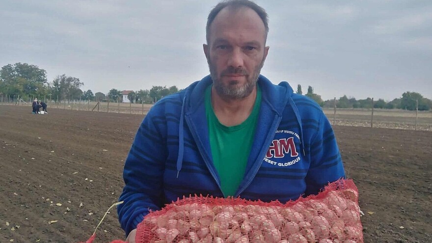Goran iz Kikinde uspešno gaji beli luk: "Nikad ga nema dovoljno, a neophodan je u svakoj kuhinji"