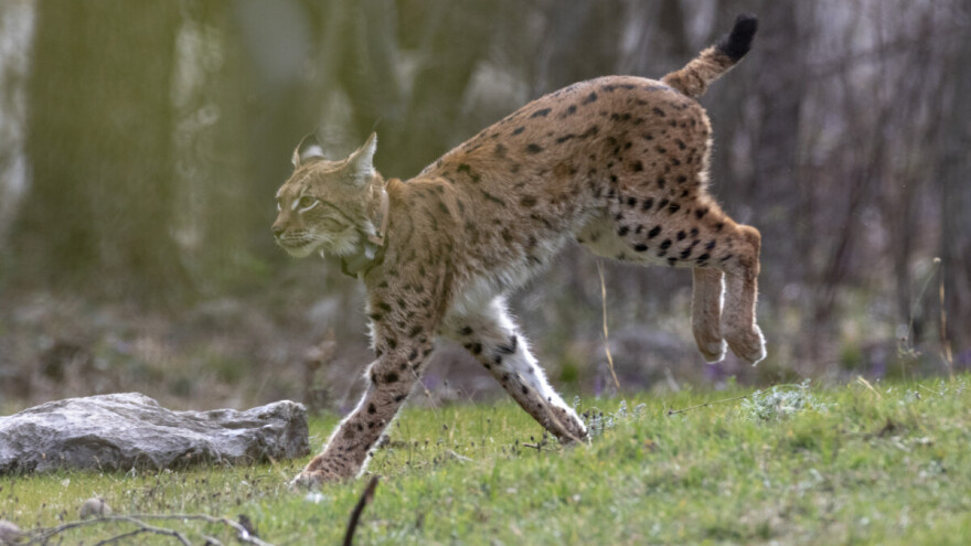 Stigao ris Alojzije! Ljepotan spašava dinarsku populaciju od izumiranja