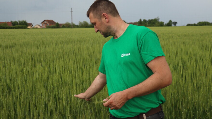 Goran Starčević brkuljom je umanjio štete od divljači na pšenici