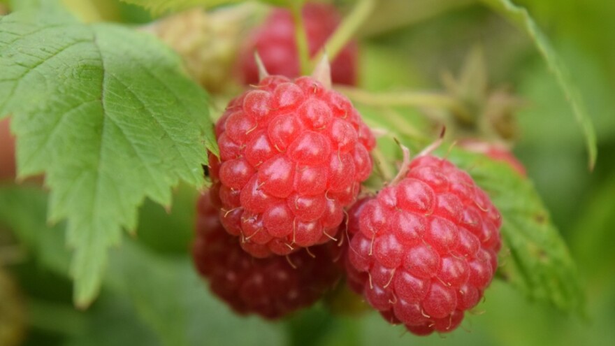 BPK Goražde u deficitu sa skoro svim poljoprivrednim proizvodima