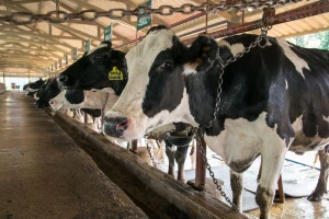 Redovnu dijagnostiku prolazi svega 20% grla