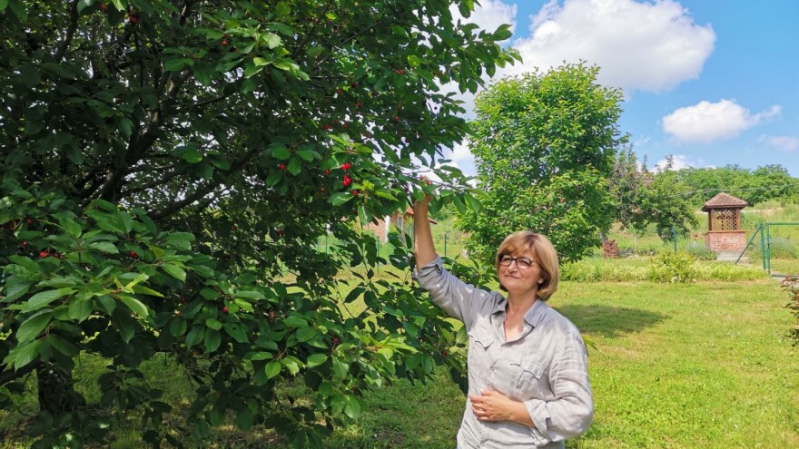 Elektroinženjer i lekarka došli u Levač i na 20 ha uzgajaju jabuke