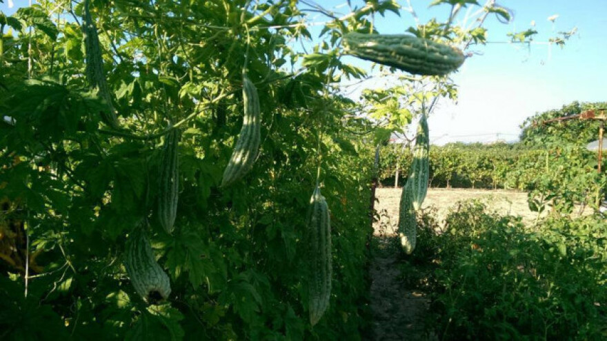 Sjeme filipinskog povrća buja u Metkoviću