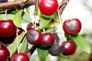 Simptomi i suzbijanje gorke truleži višnje i jabuke