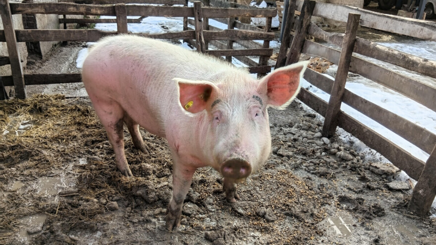 Raste cena prasadi i tovnih svinja