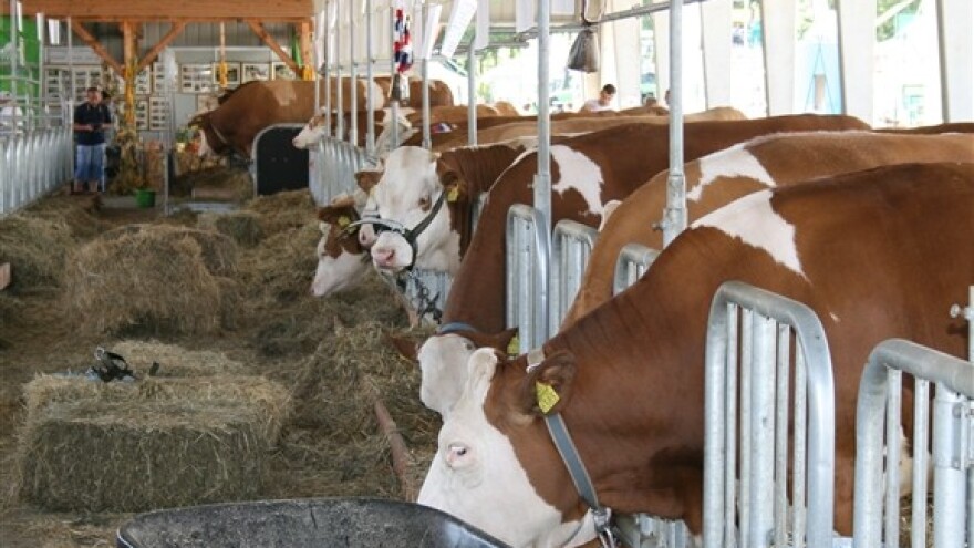 Stočari traže veću otkupnu cijenu mlijeka za 60 lipa
