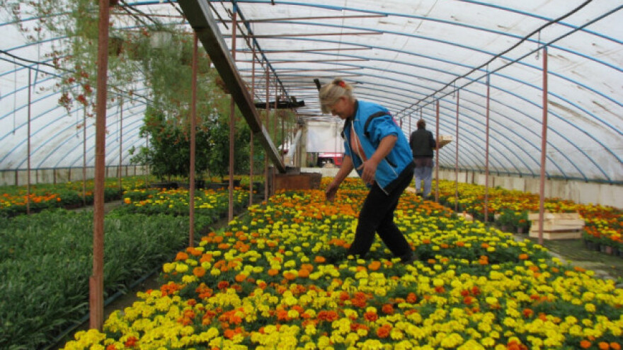 Selo sa više plastenika nego stanovnika!