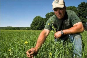Bijela gorušica kao dobar dodatak greening-u!
