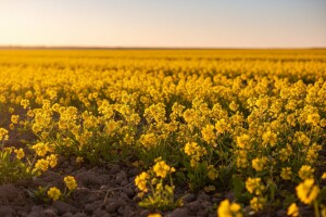 Gorušica bijela predusjev šećernoj repi