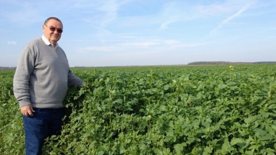 Gorušica bijela predusjev šećernoj repi