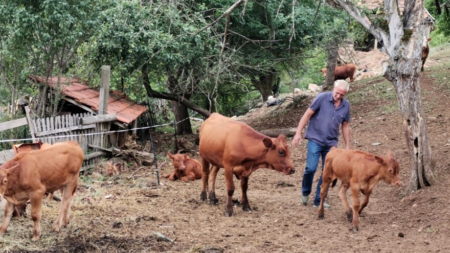 Nenad Planinčić iz Rogatice uzgaja goveda Angus i Limuzin