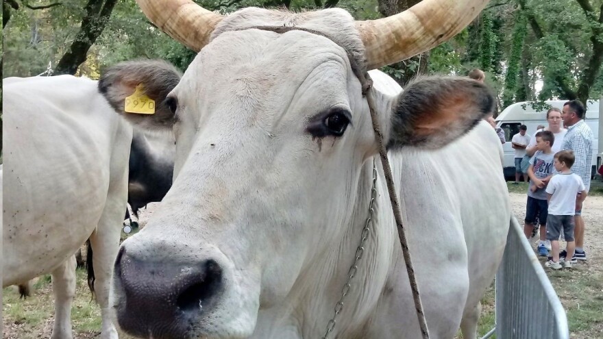 Boškarin - sinonim opstojnosti istarskog seljaka