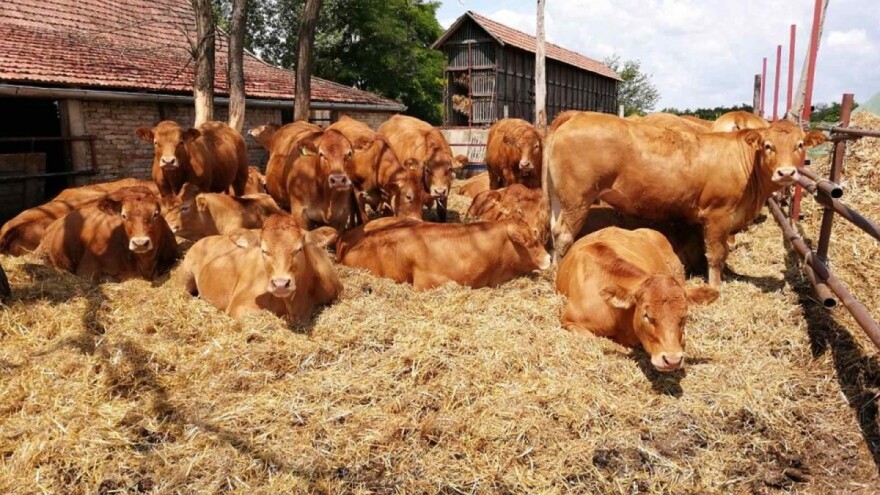 Da li je limuzin rasa zamjena za simentalca?