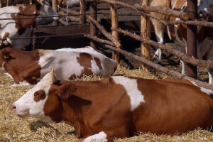 Kako pomoći životinjama kad nastupe visoke temperature?