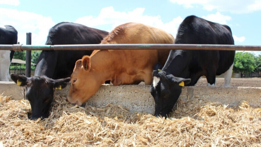 Vitamini A, D i E najvažniji za zdravlje goveda: Prepoznajte nedostatke na vrijeme