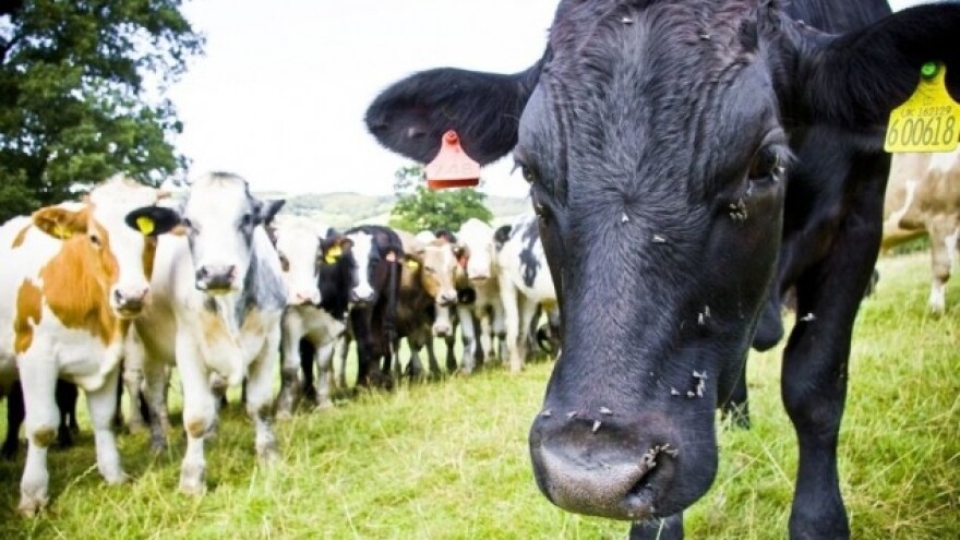 EU najviše govedine izvozi u Tursku!
