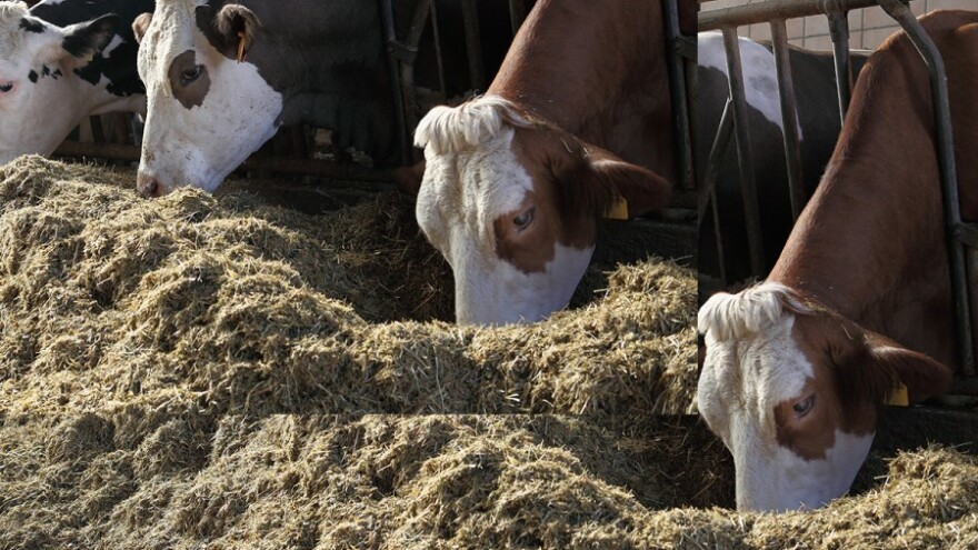 U Tursku izvozimo 7.000 tona mesa
