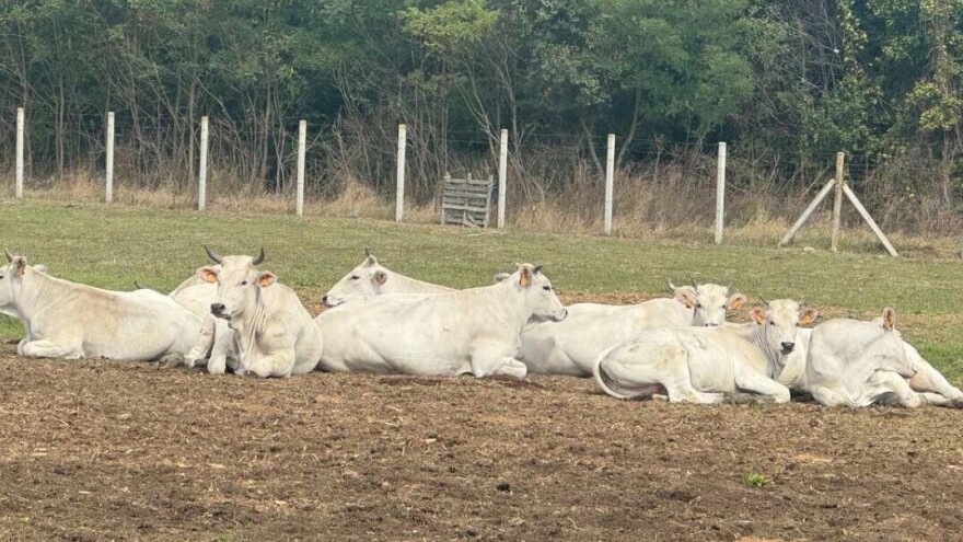 Najveća rasa goveda na svetu od ove godine u domaćinstvu Janković