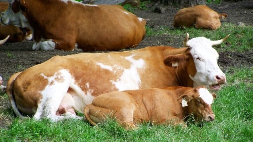 Vakcinacija goveda na teritoriji Pomoravlja i Šumadije