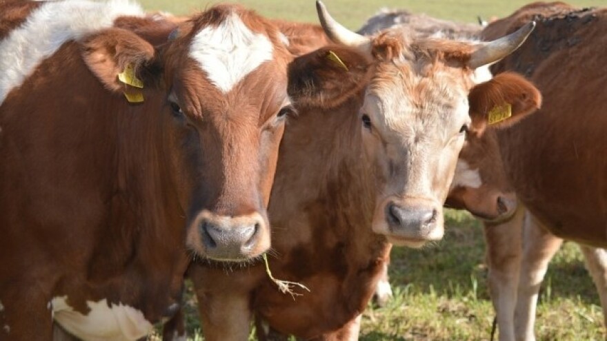 Crna Gora zabranjuje izvoz goveđeg mesa