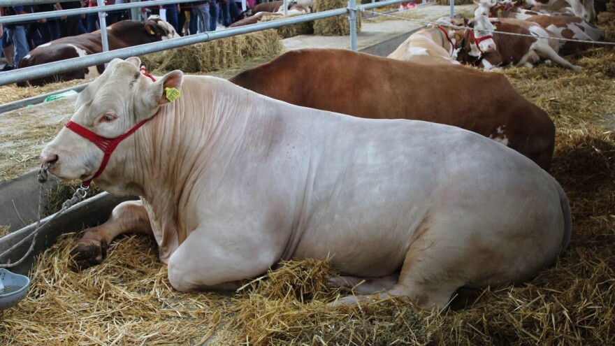 Kako najbolje zaštititi stoku od insekata