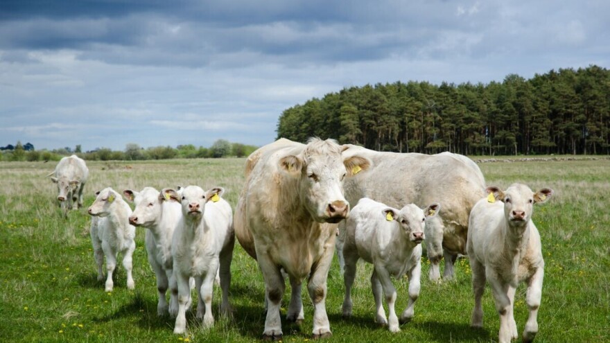 Šta je sve teladima potrebno osigurati u prva 24 sata života