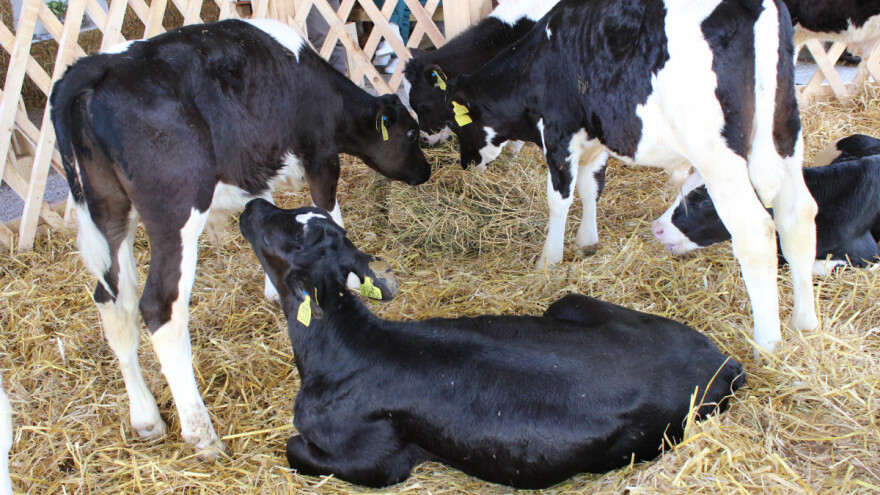 Subvencije za poljoprivrednike: Najviše novca za veštačko osemenjavanje krava