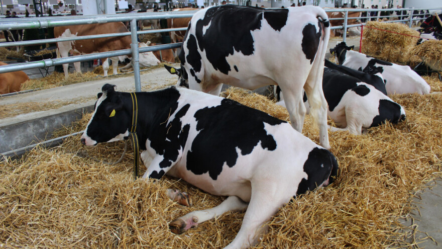 Virusna upala pluća kod krava - kako im pomoći?